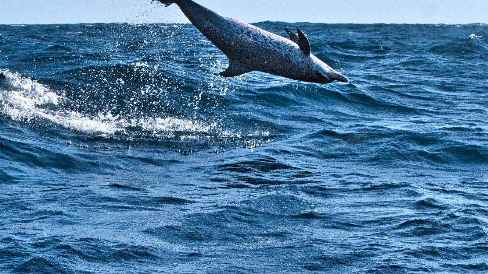 Detailed view of Atlantic Spotted Dolphin