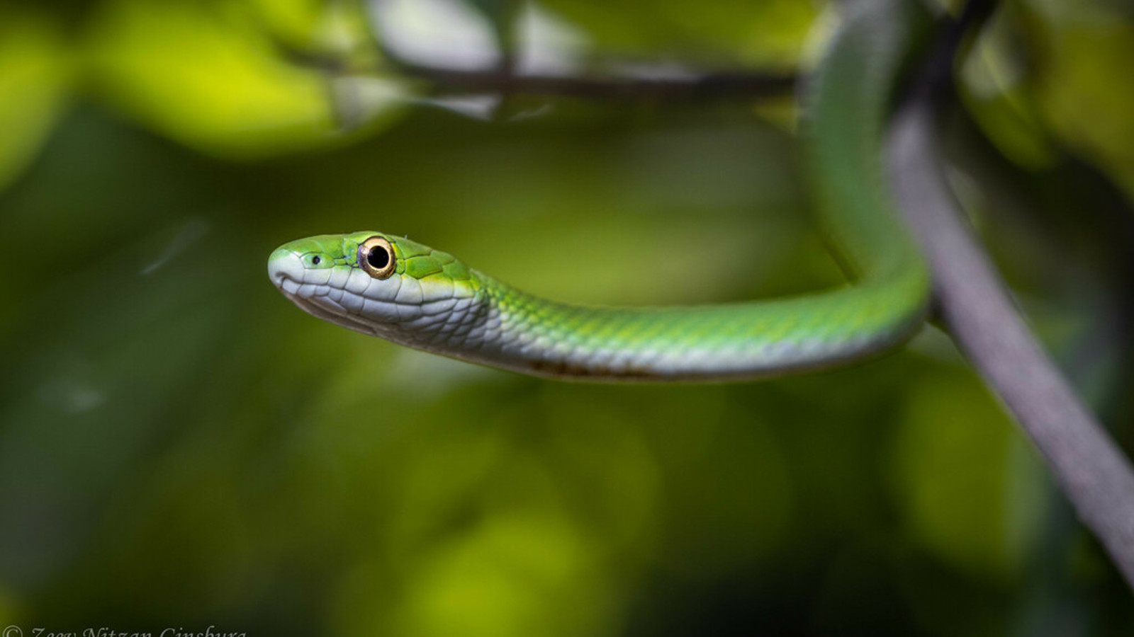 Rough Green Snake in characteristic Florida habitat