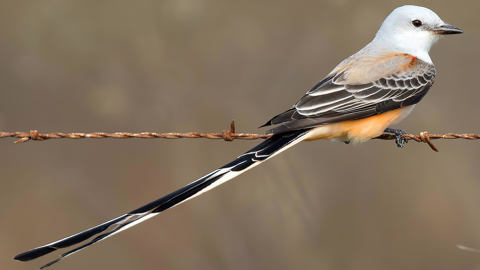Scissor-tailed flycatcher showing gray plumage, salmon flanks, and a long black-and-white tail