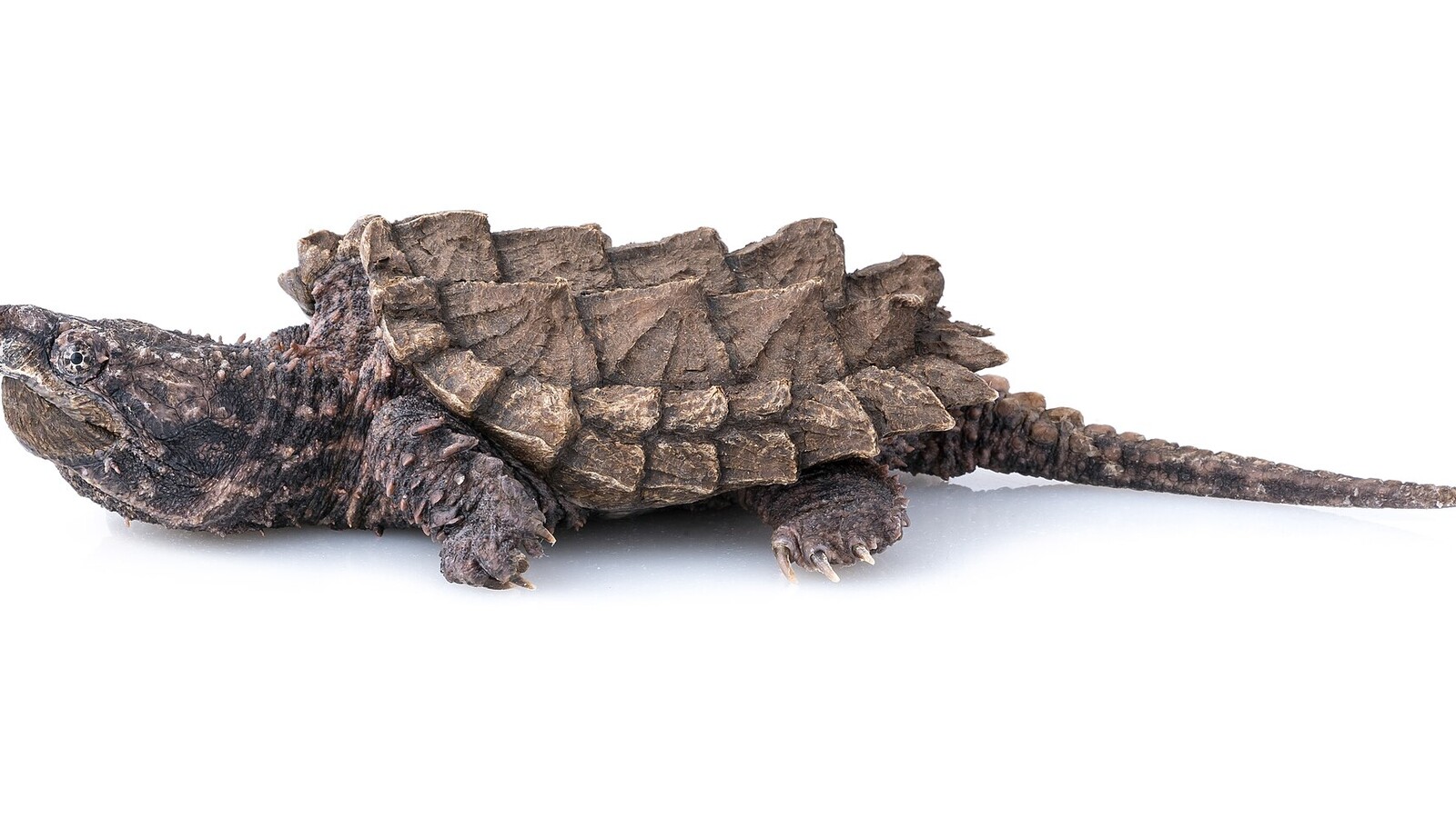 Reptile