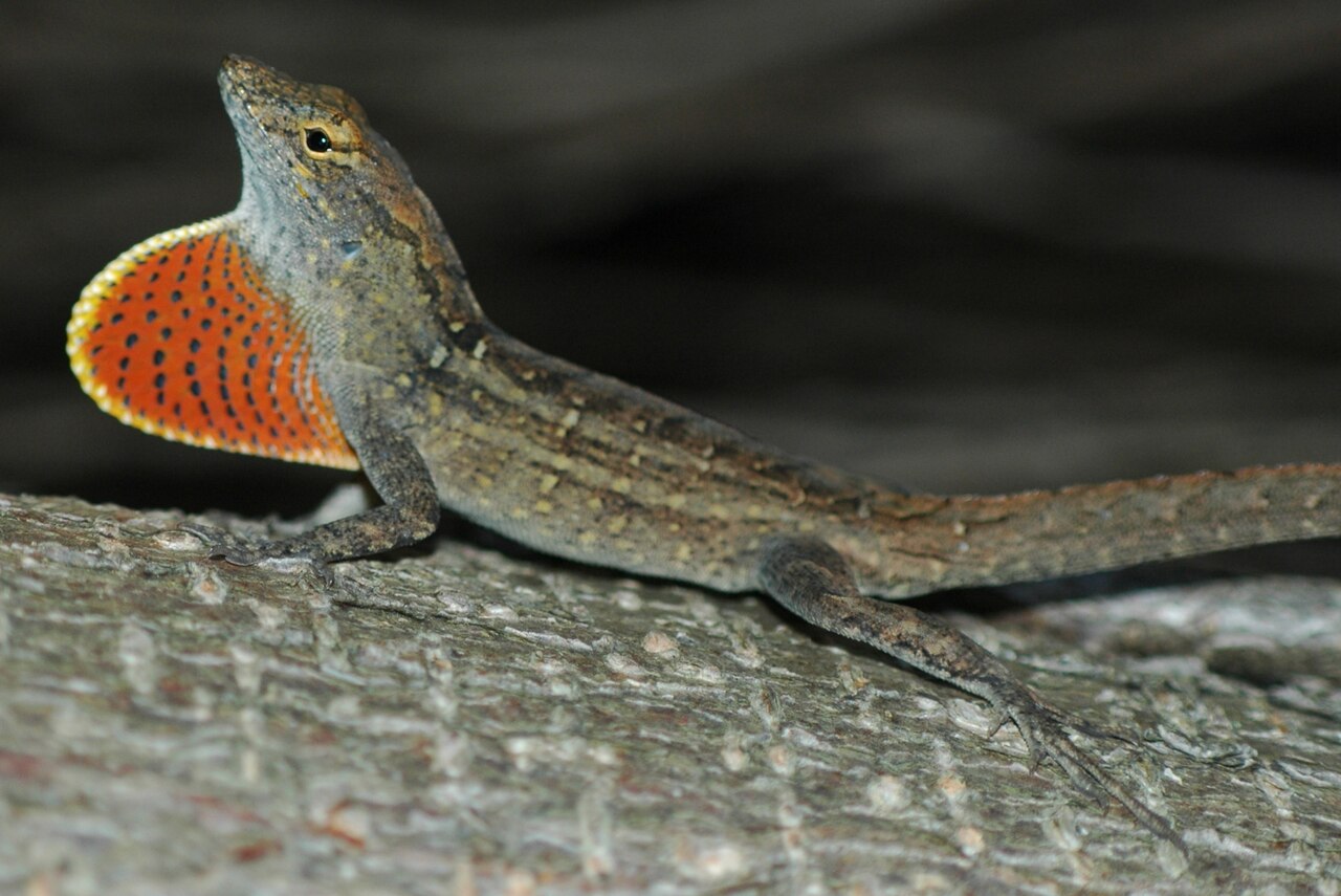 Reptiles