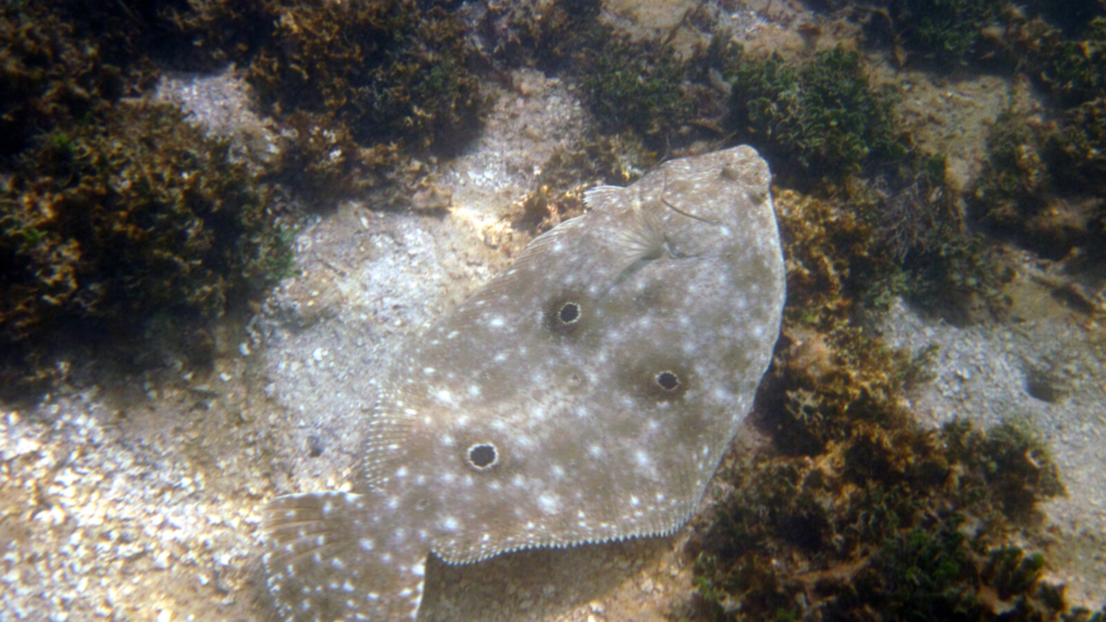 Gulf Flounder camouflaged on a sandy seafloor