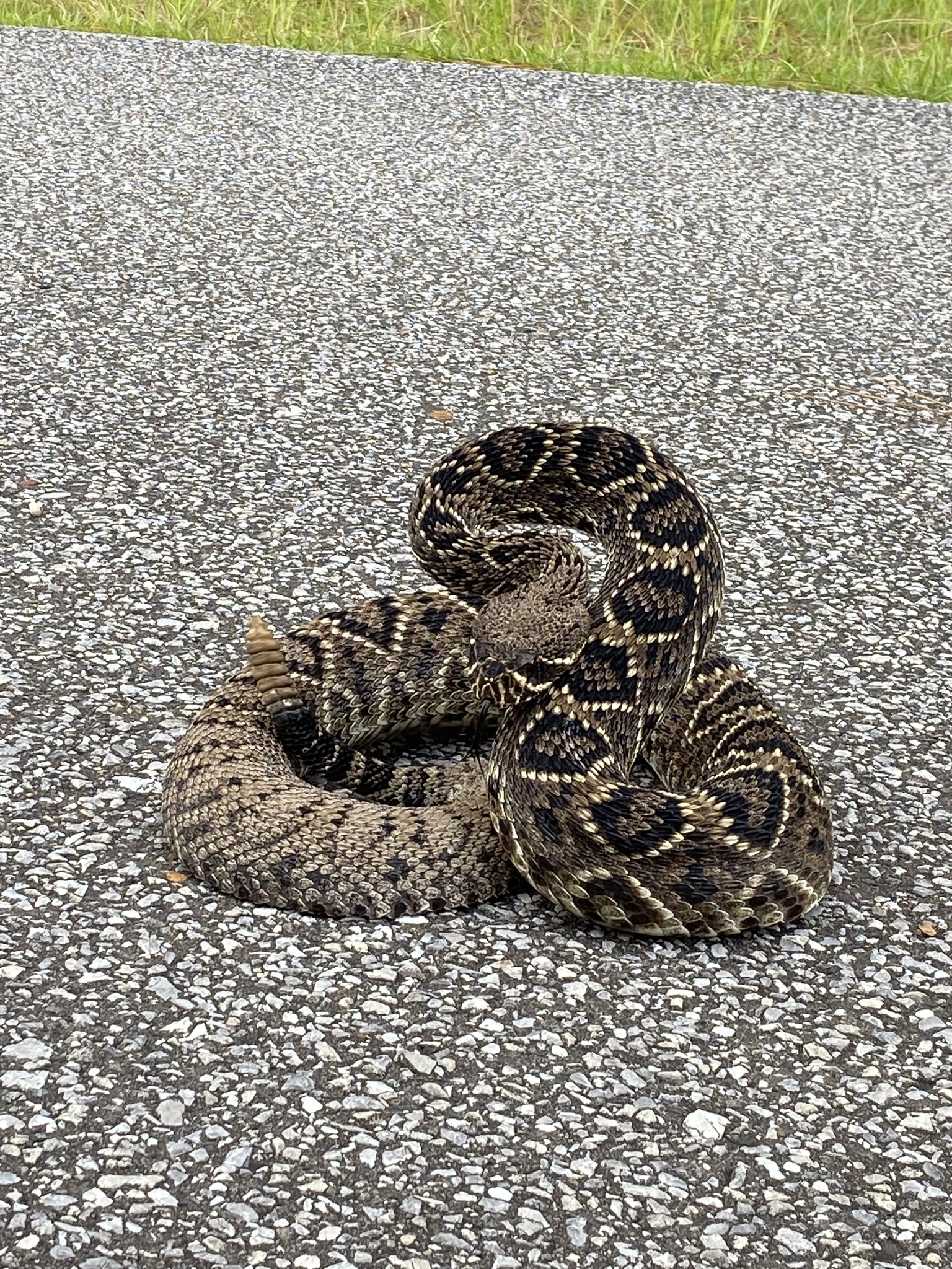 Second view of Eastern Diamondback Rattlesnake
