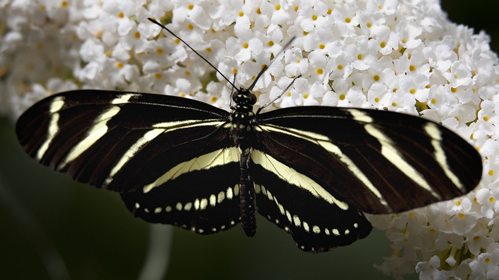 Zebra Longwing in characteristic Florida habitat