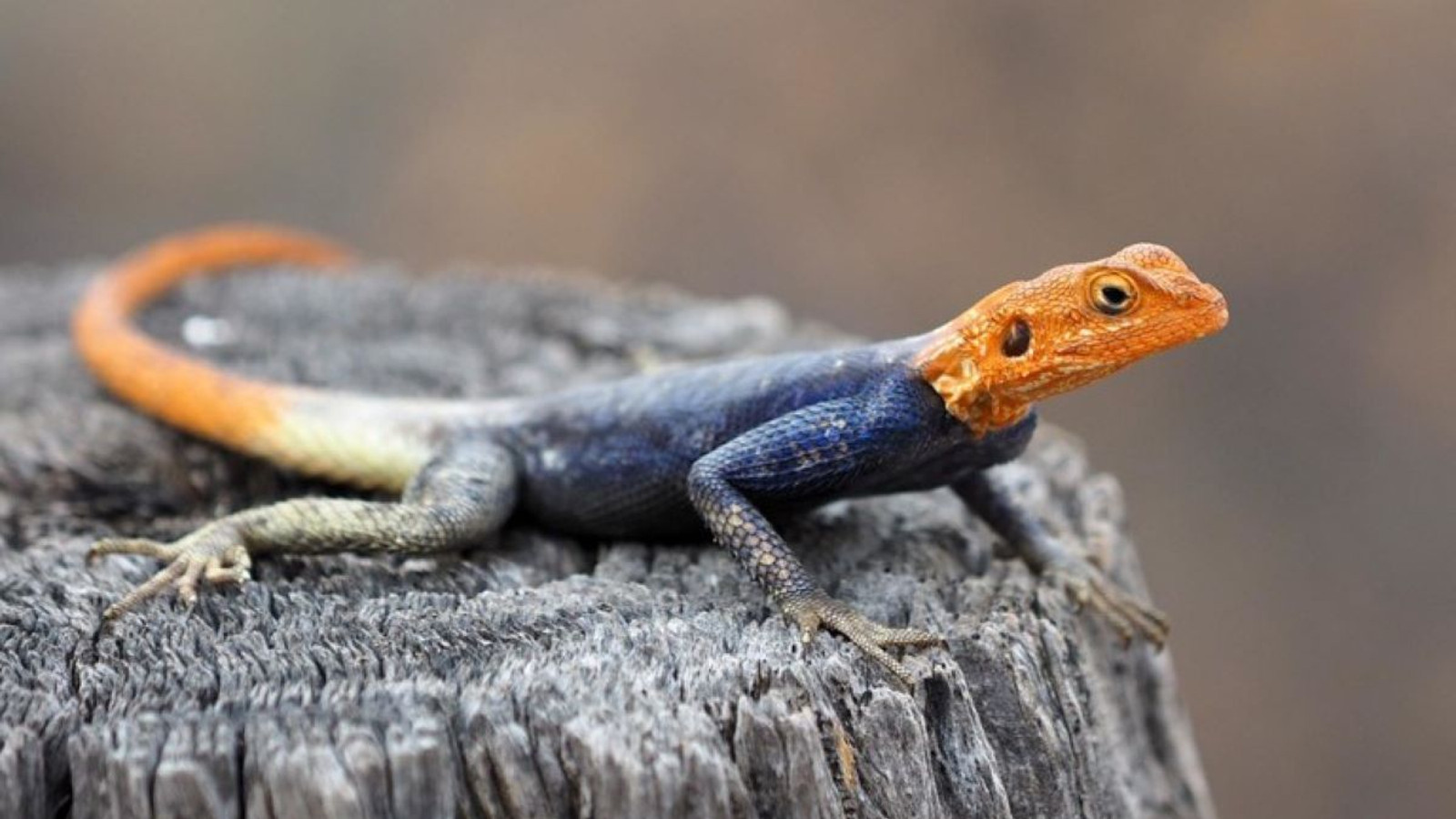 Male Peters's rock agama with an orange head and blue body on a tree stump