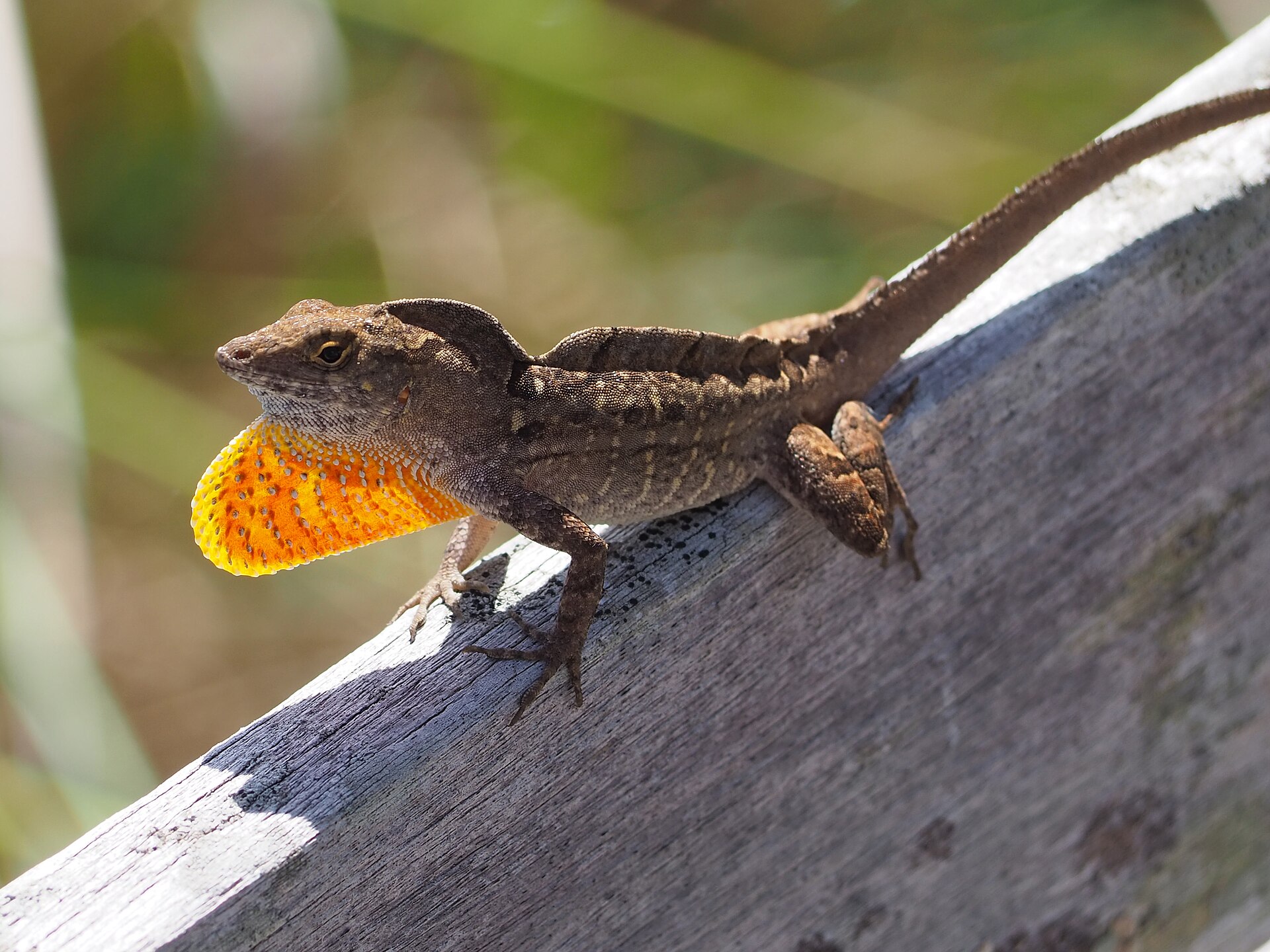 Second view of Brown Anole