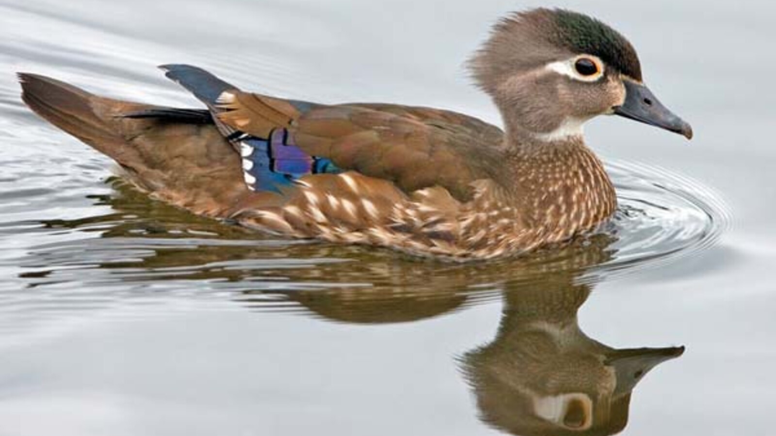 Female Wood Duck showing a white eye ring on a pond