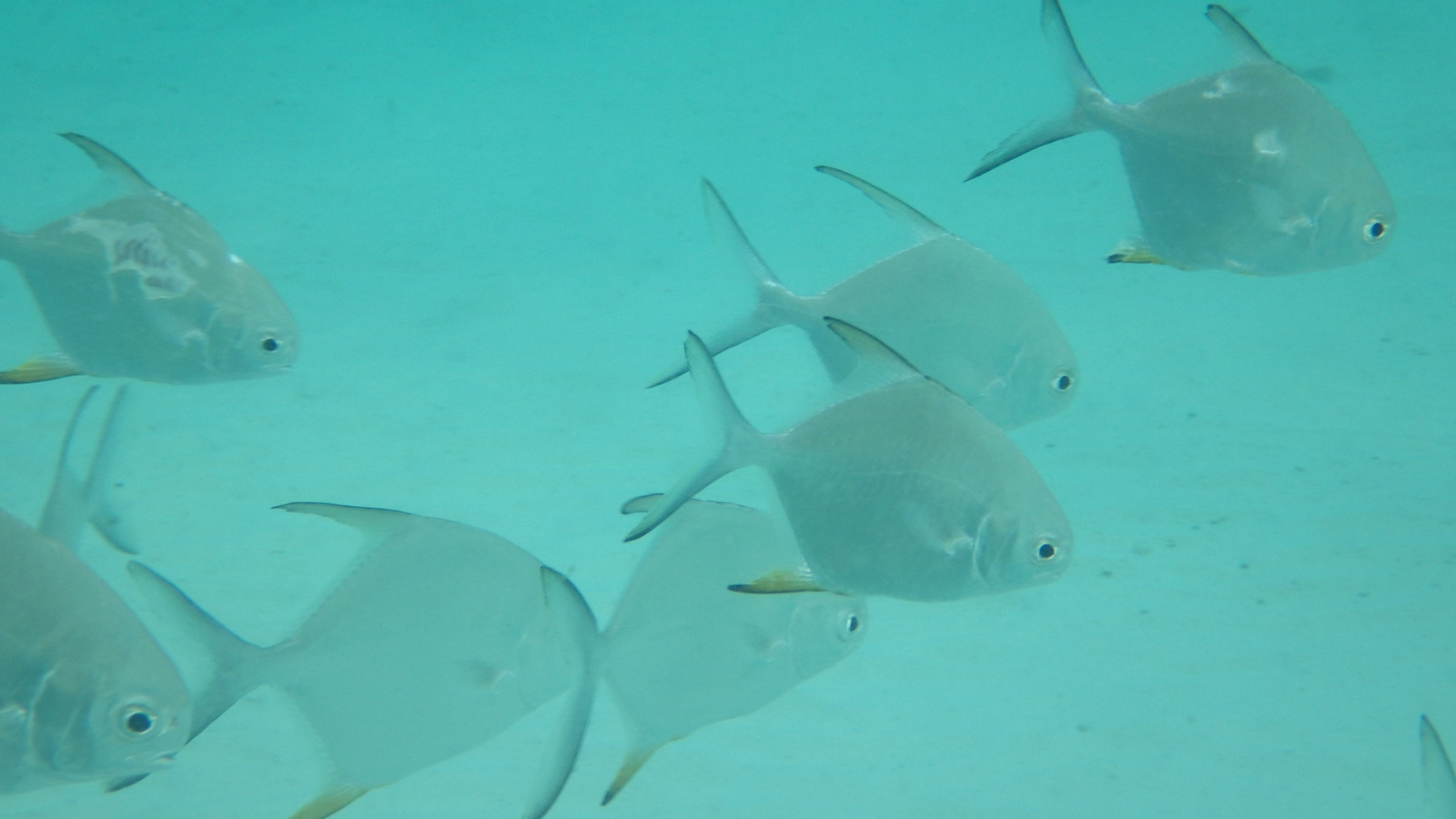 Group of permit fish swimming in shallow blue water with long dorsal and anal fins visible
