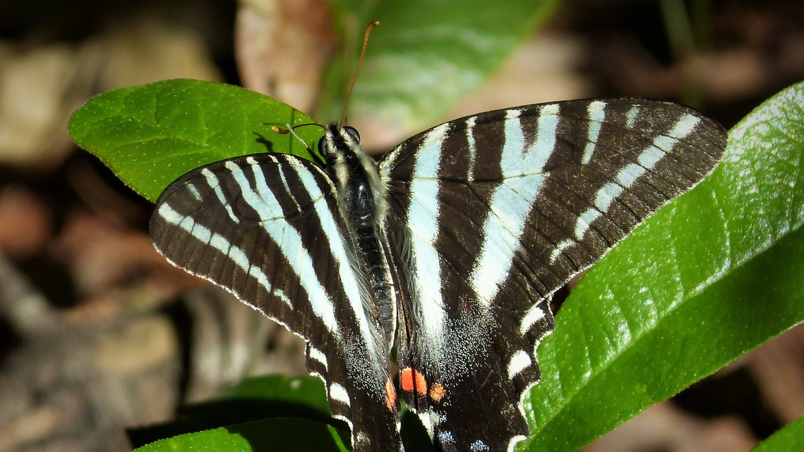 Zebra swallowtail resting with striped wings open