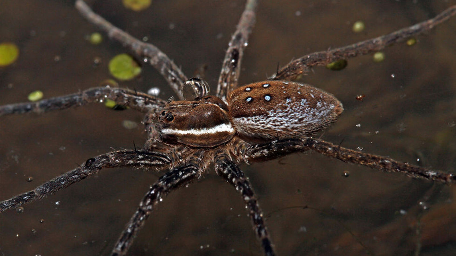 Six-Spotted Fishing Spider standing on wetland water