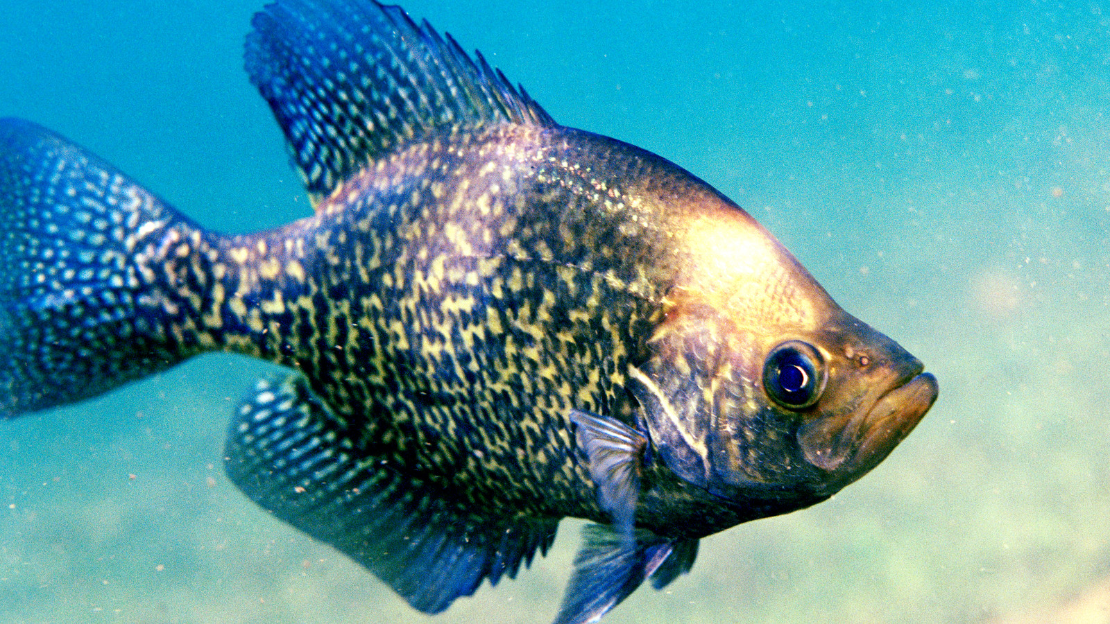 Fish