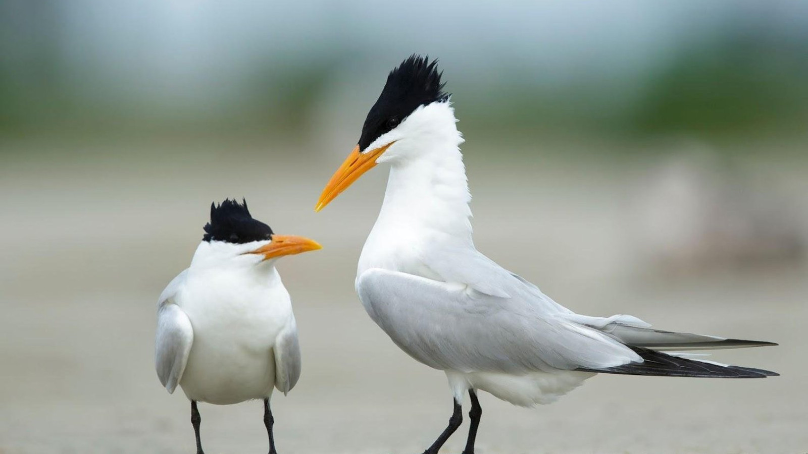 Detailed identification view of Royal Tern