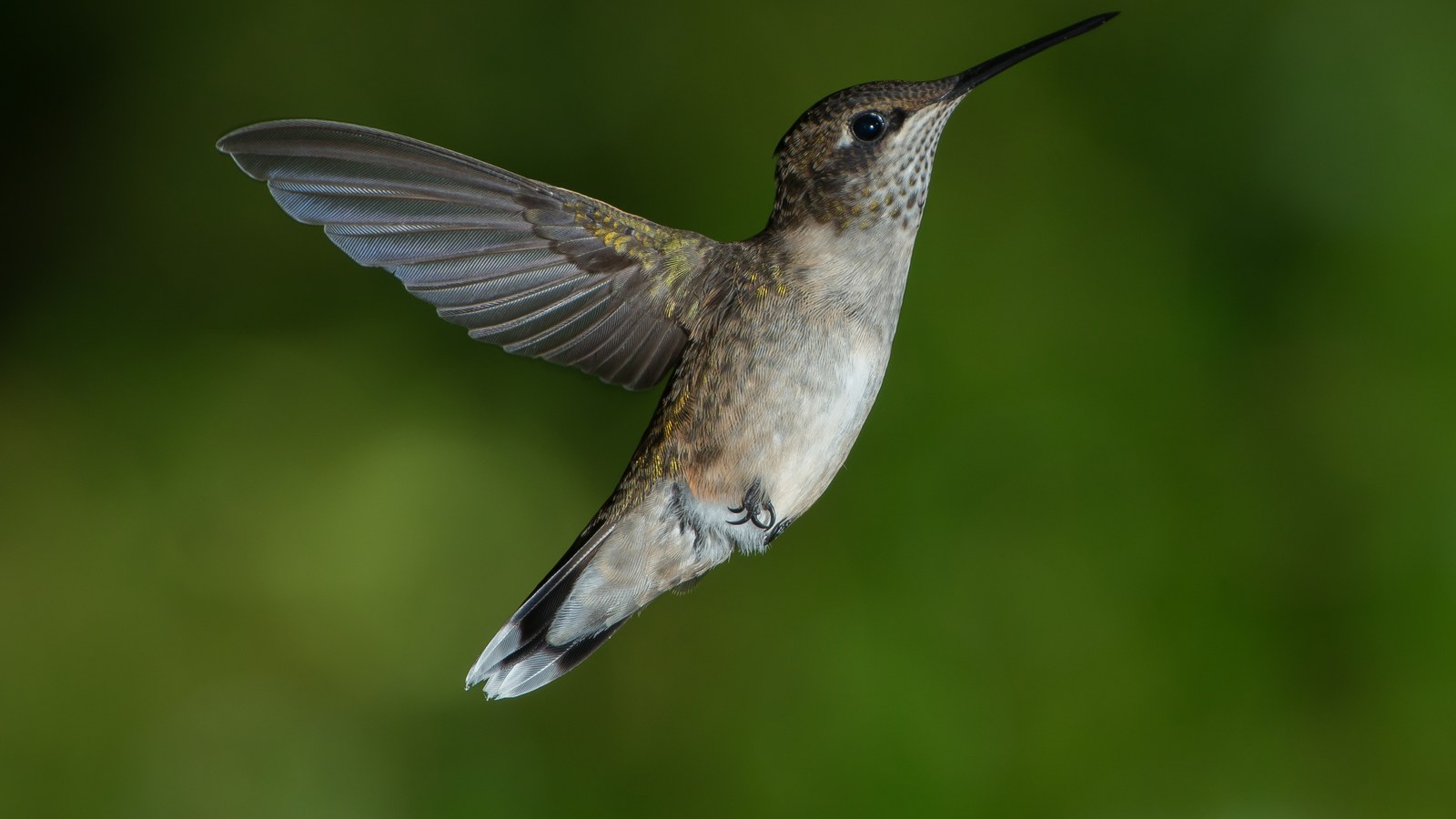 Ruby-throated hummingbird hovering with wings extended