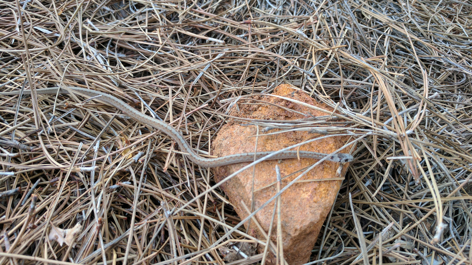 Detailed view of Florida Brownsnake