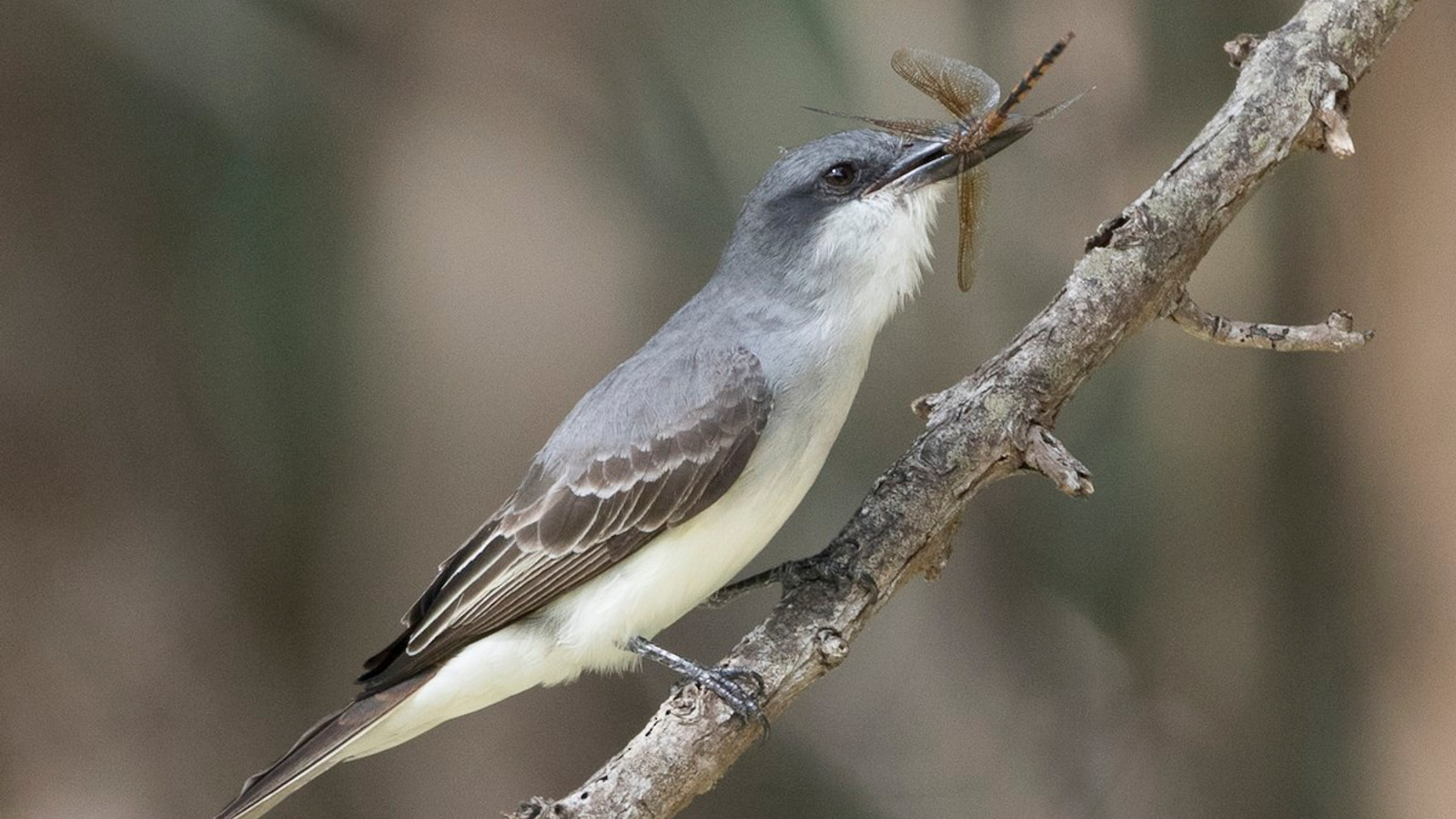 Detailed identification view of Gray Kingbird