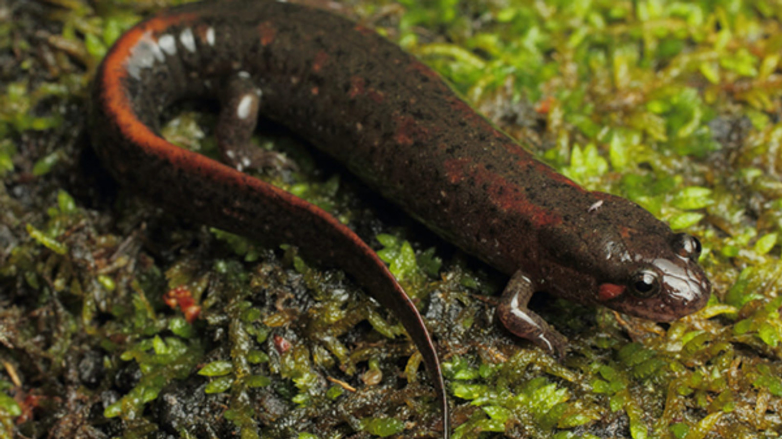 Holbrook's southern dusky salamander on wet moss