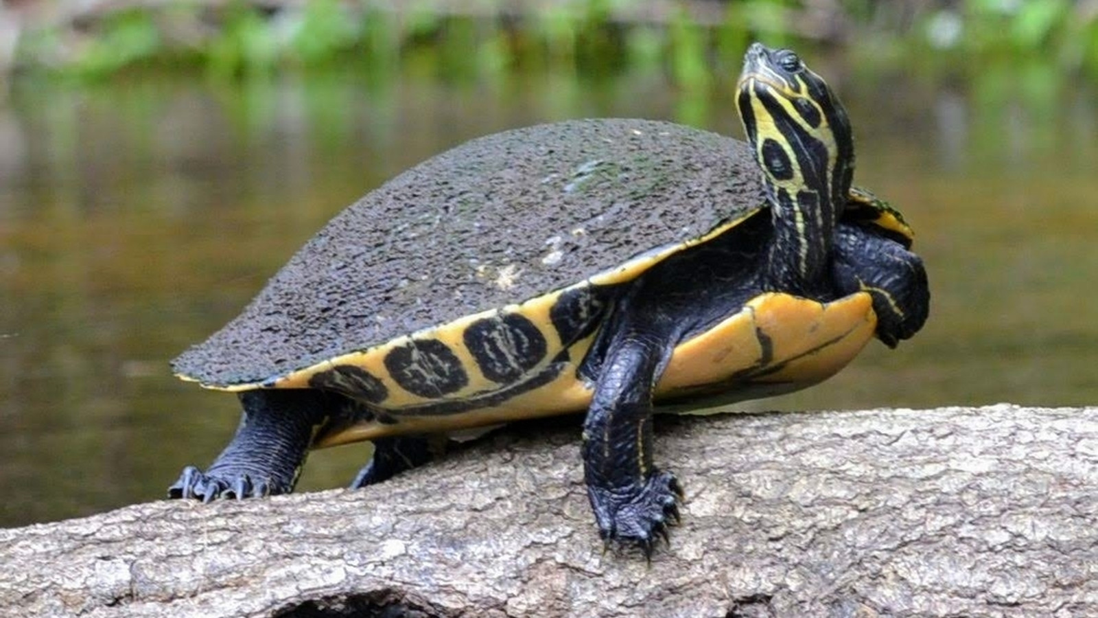 Reptile