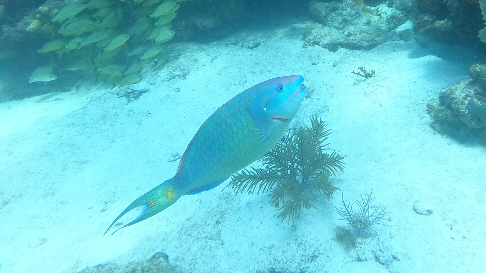 Stoplight parrotfish swimming over Davis Reef in the Florida Keys
