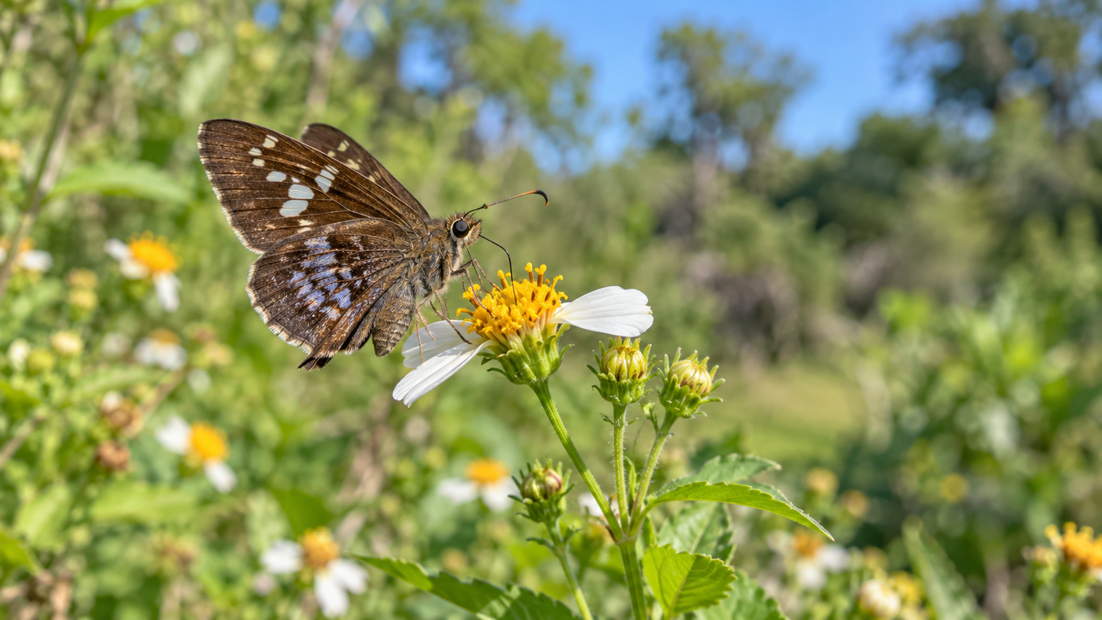 Clouded Skipper butterfly nectaring on a white flower in a sunny Florida garden