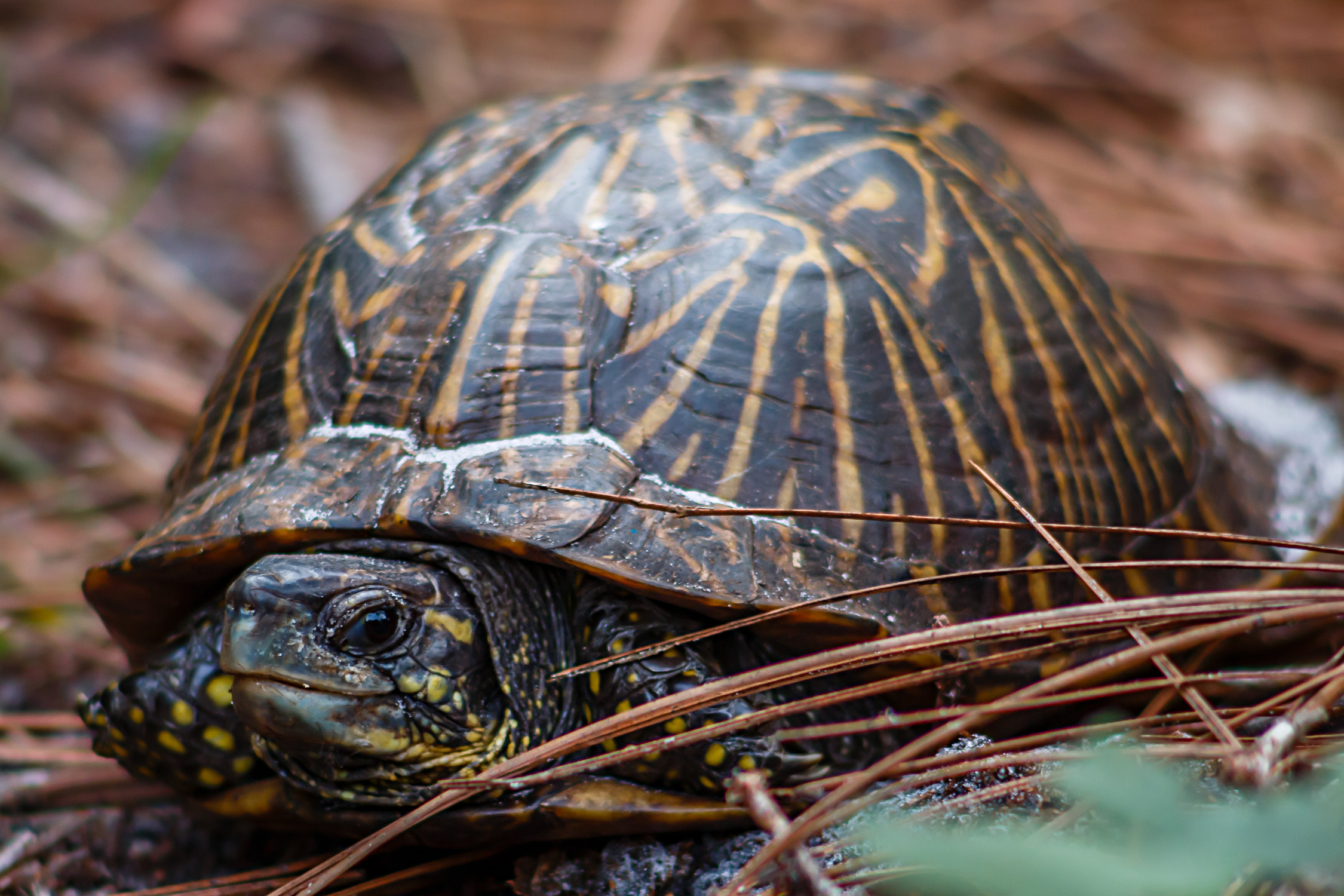 Second view of Florida Box Turtle