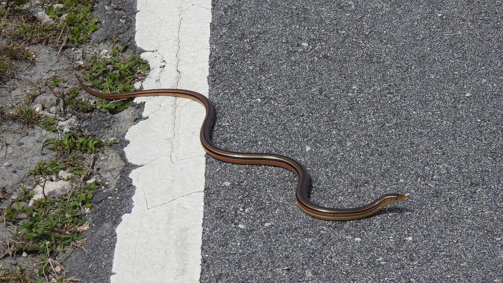 Full-length Island Glass Lizard moving across a sandy Florida road