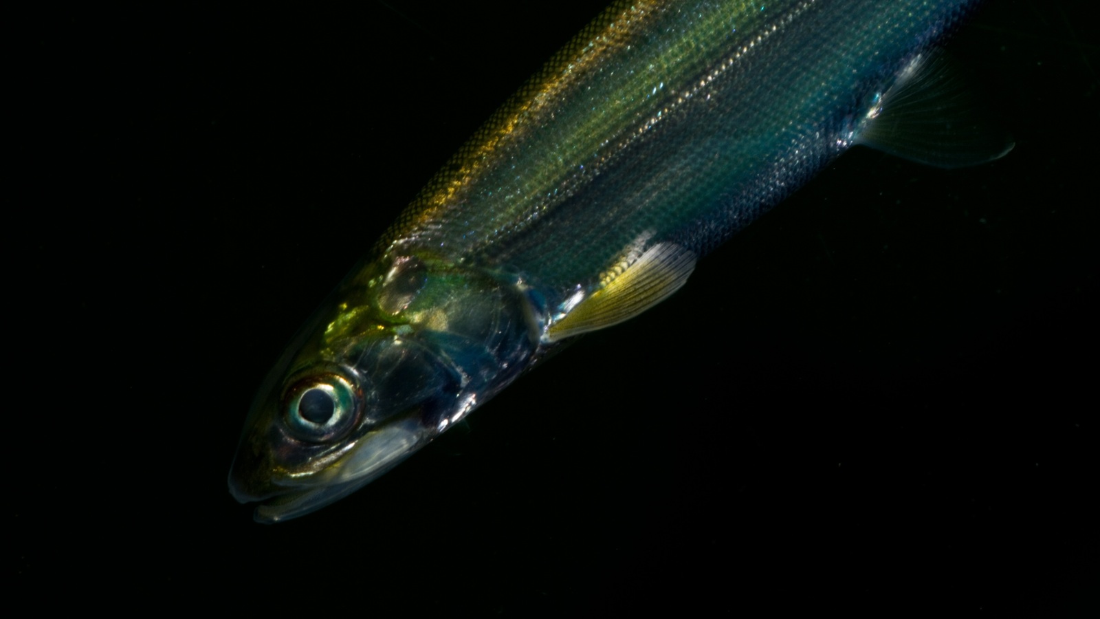 Detailed view of Ladyfish