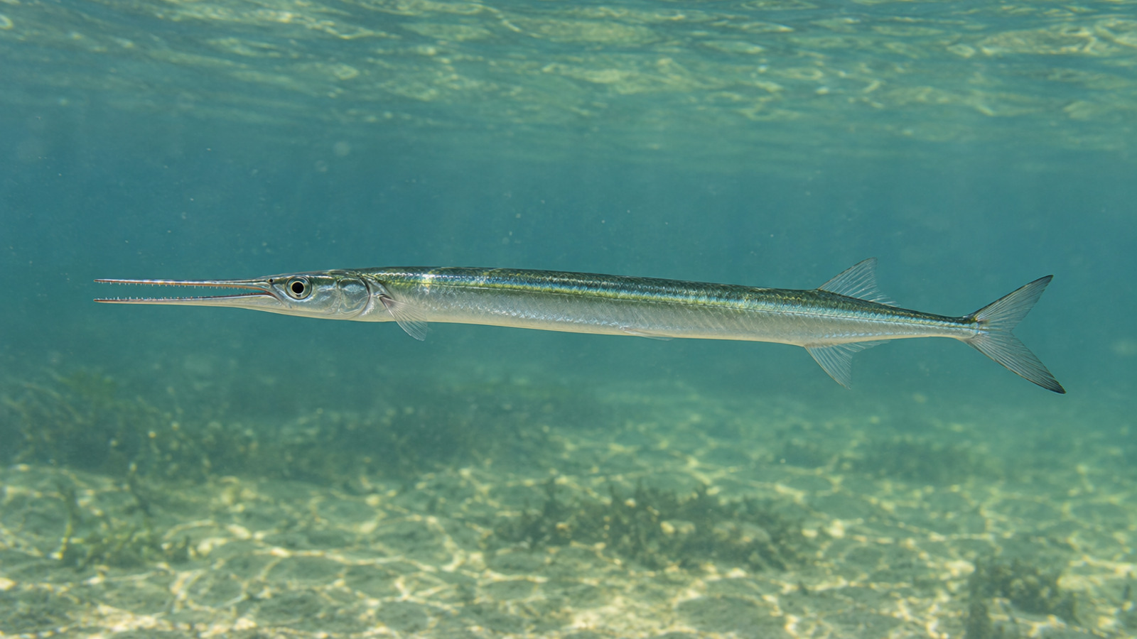 Fish
