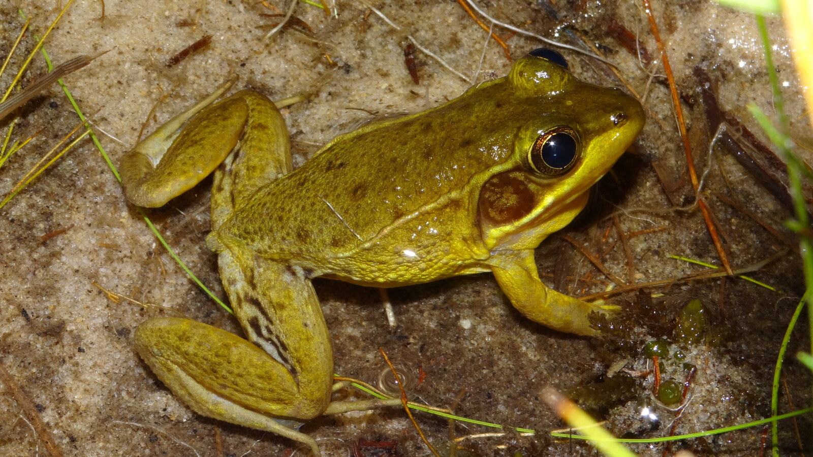 Florida Bog Frog resting on wet sandy ground beside vegetation