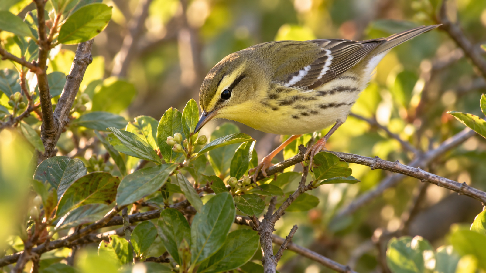 Nonbreeding Blackpoll Warbler foraging among native Florida shrubs with orange-pink legs visible