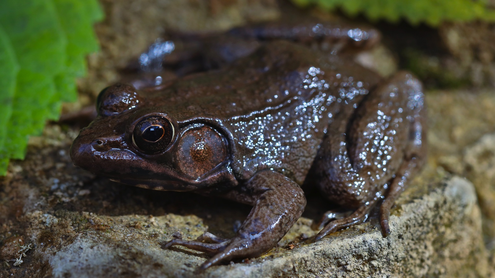 Detailed view of Bronze Frog
