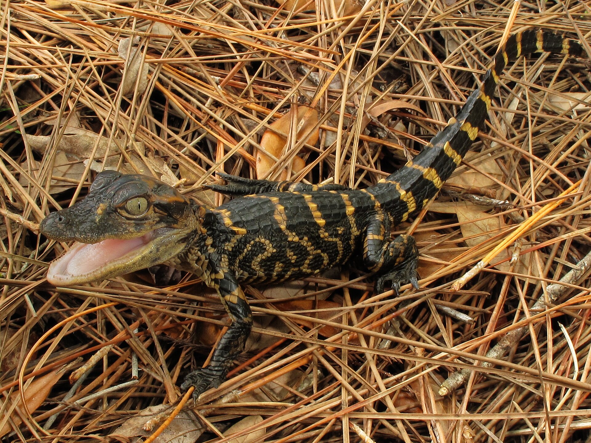 Juvenile American alligator in Florida