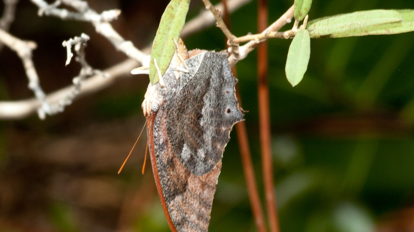 Florida Leafwing resting beneath native South Florida foliage