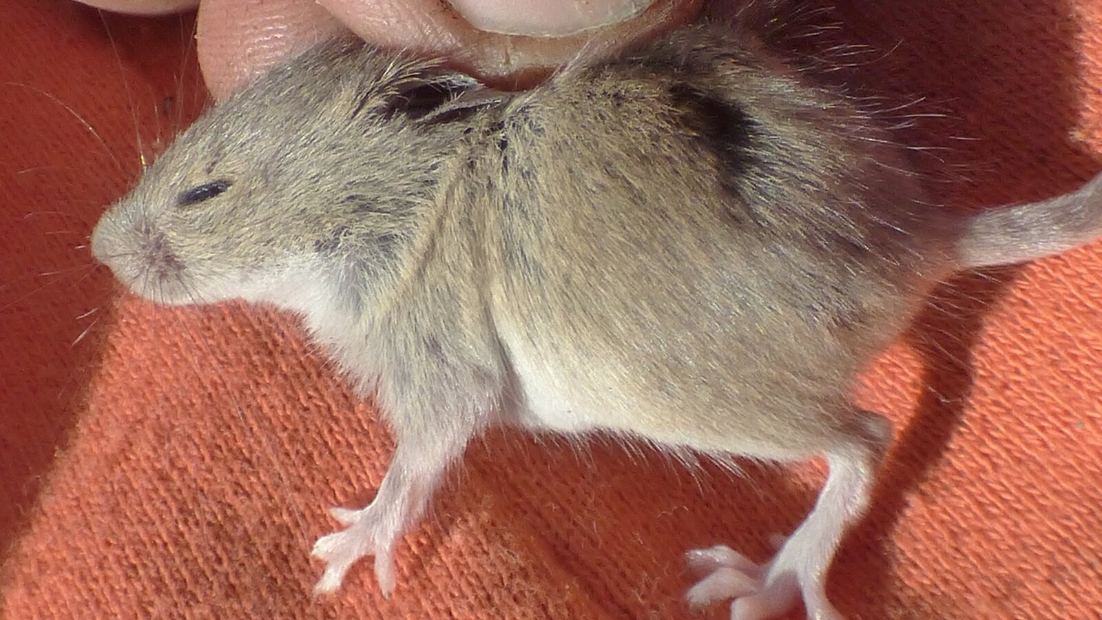 Mammal