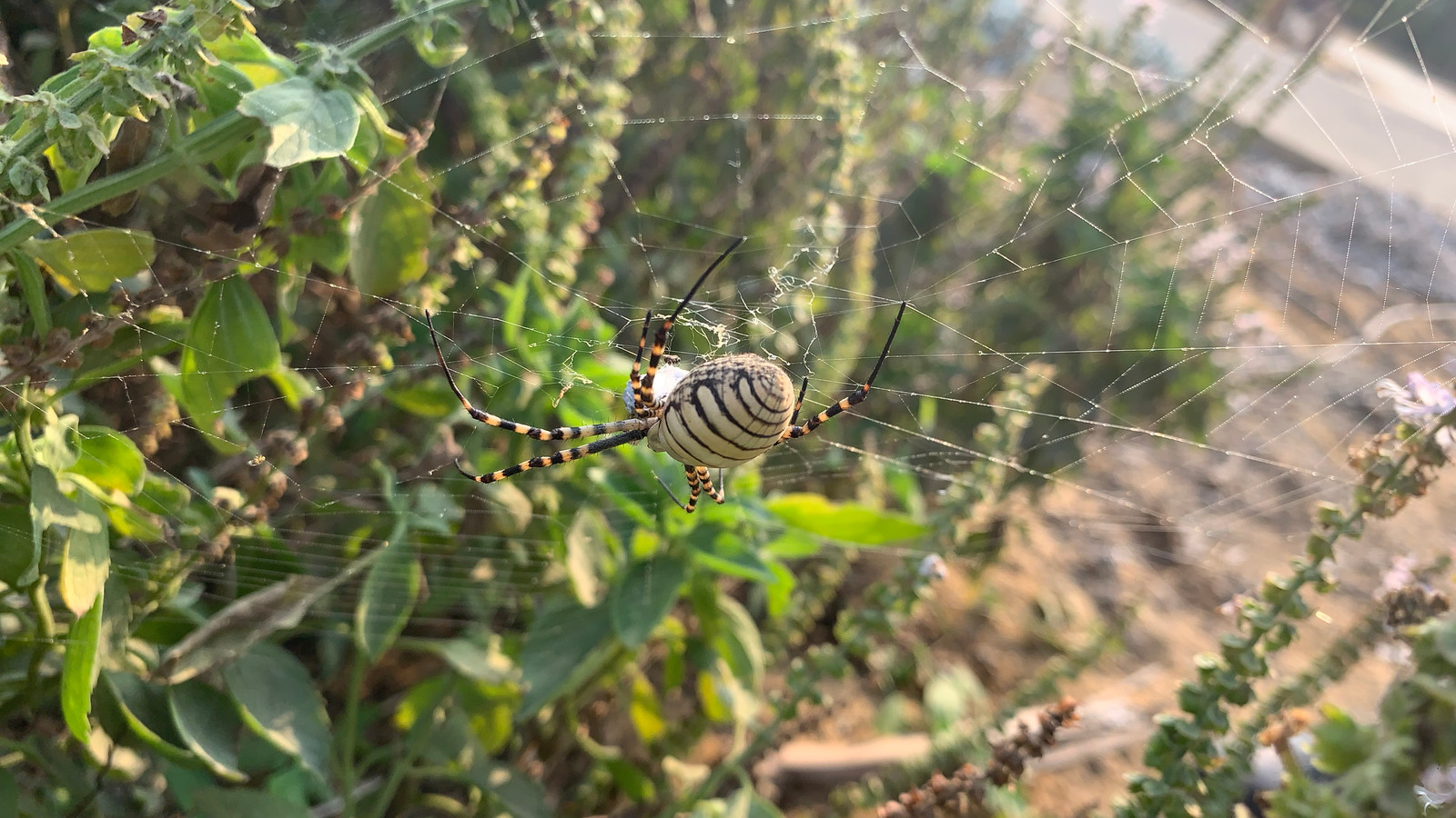 Female banded garden spider with a pale striped abdomen hanging in an orb web among green plants
