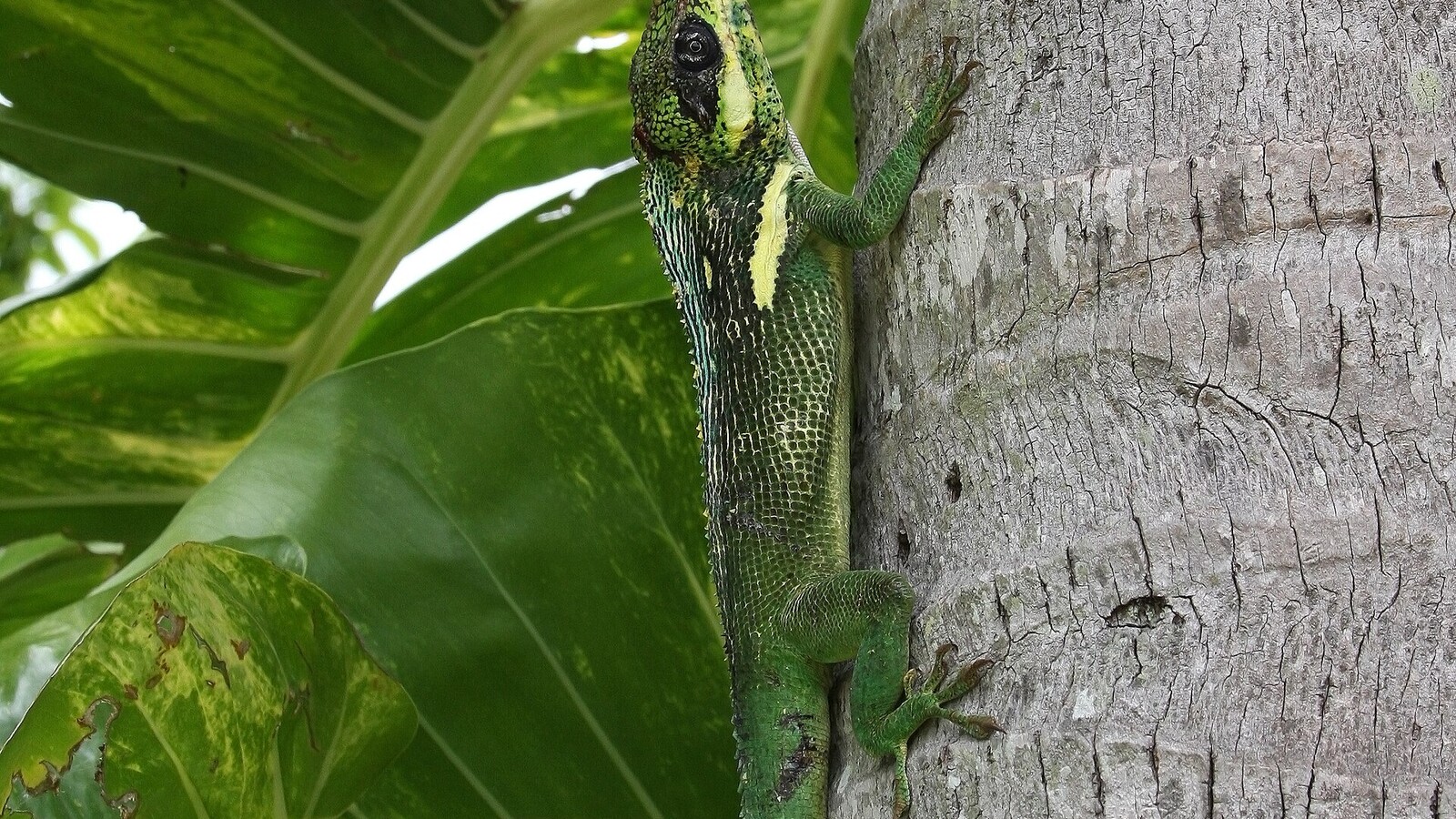 Detailed view of Knight Anole