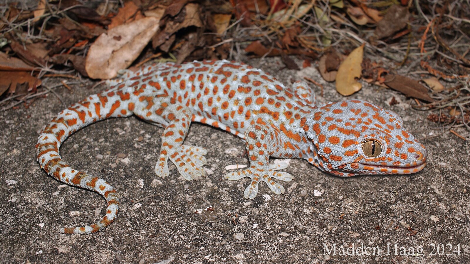 Detailed view of Tokay Gecko