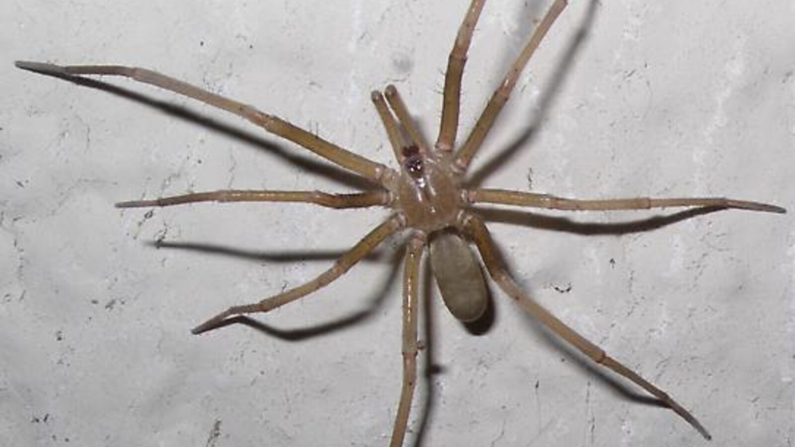 Male Southern House Spider on a light wall