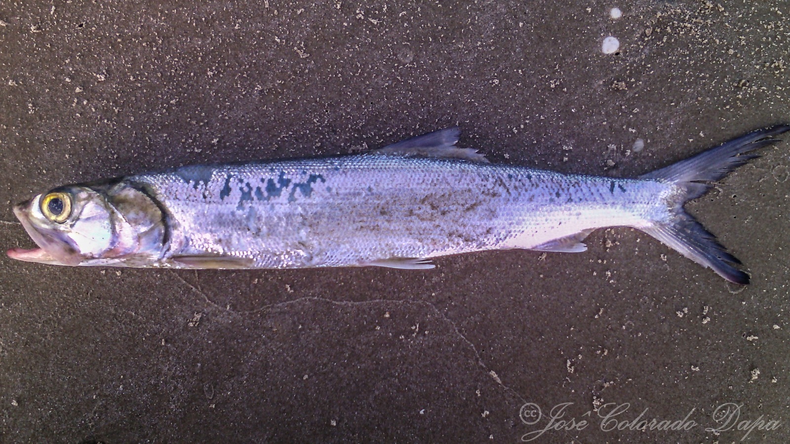 Fish