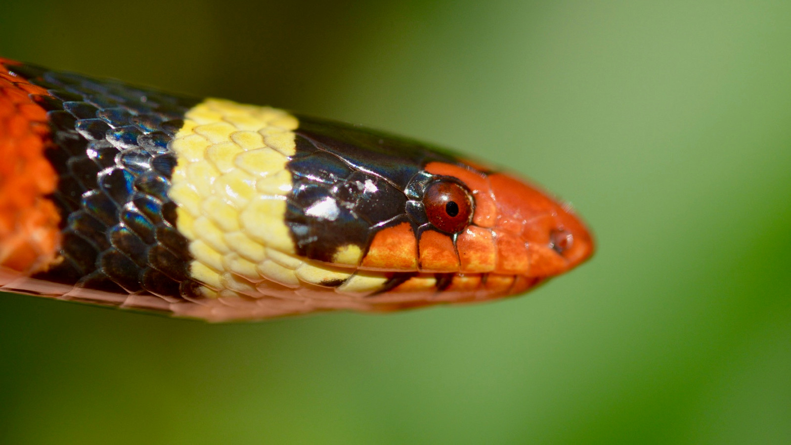 Detailed identification view of Scarlet Kingsnake