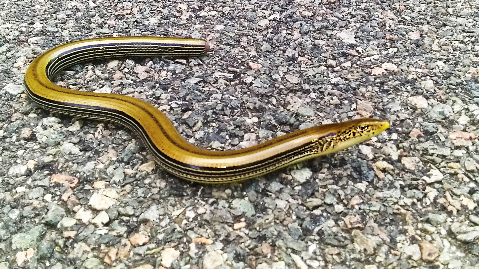Slender Glass Lizard stretched across gravel
