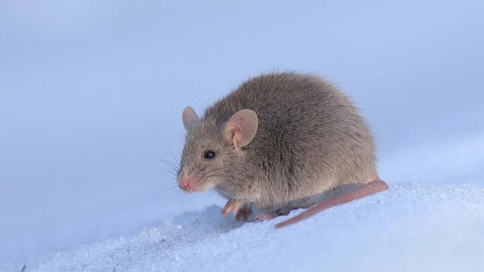 Mammal