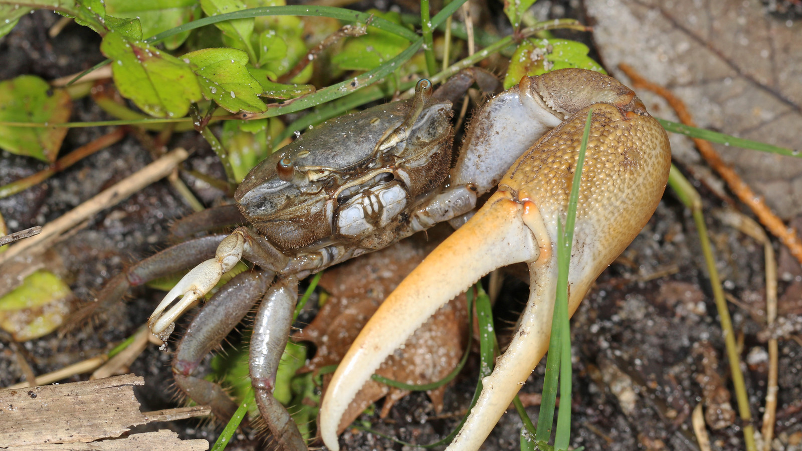 Detailed view of Red-Jointed Fiddler Crab