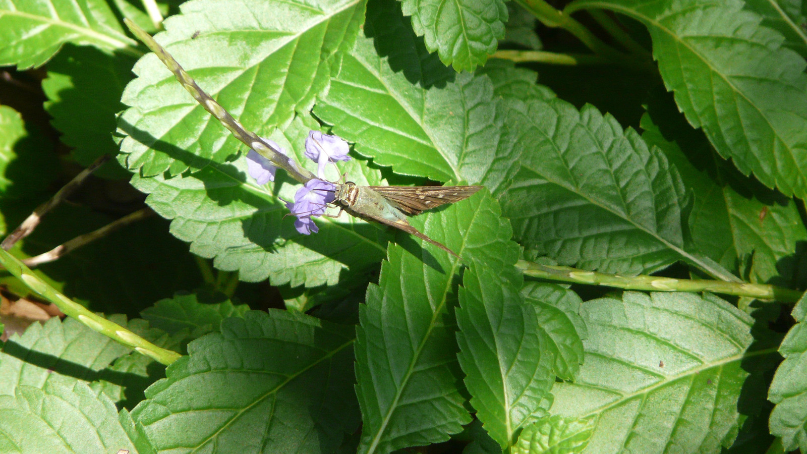 Long-tailed skipper visiting a purple flower among green leaves in Florida