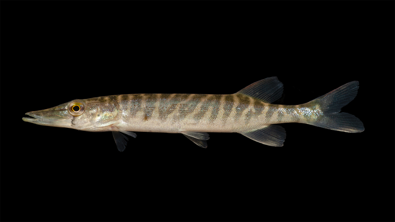 Fish