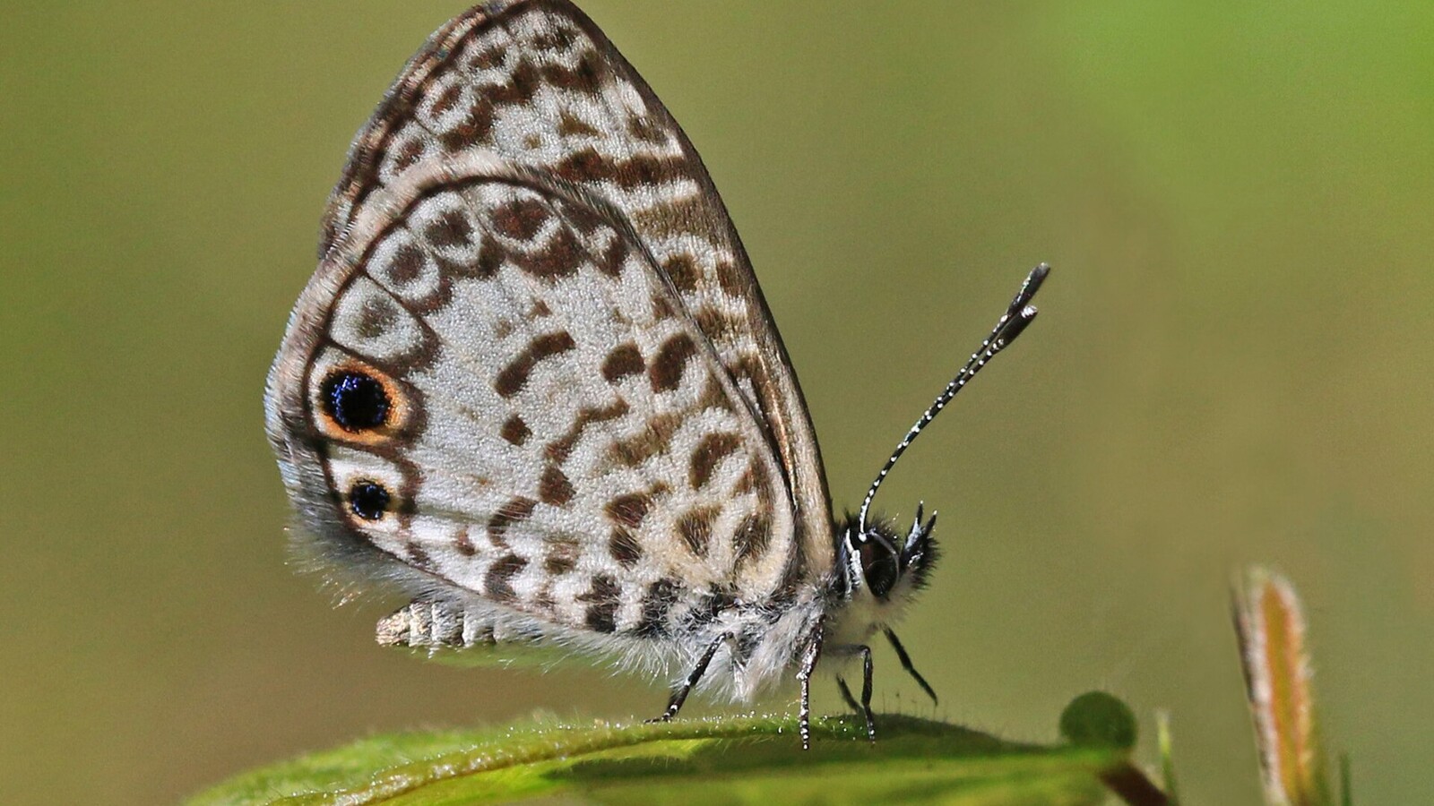 Insect