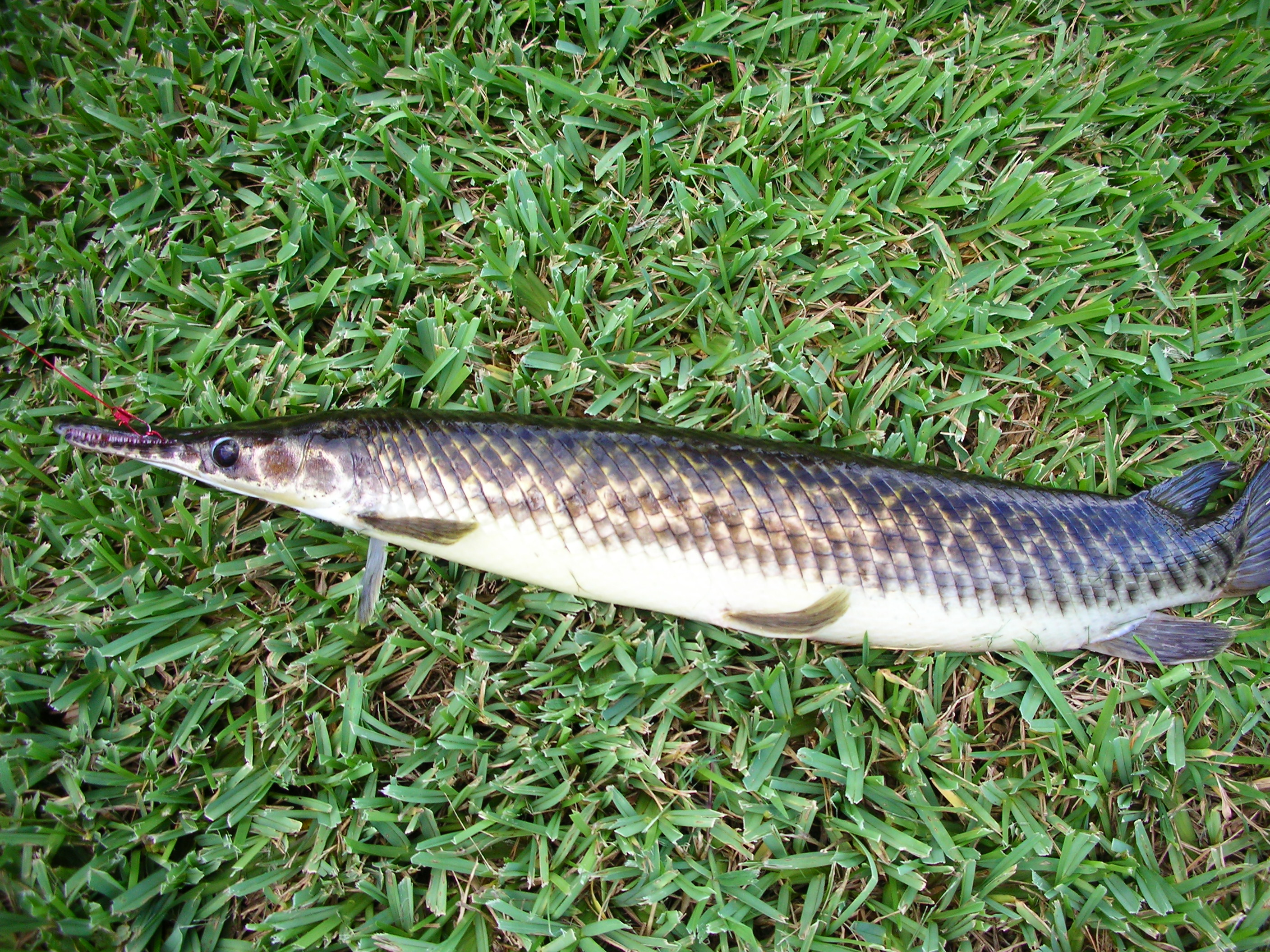 Fish
