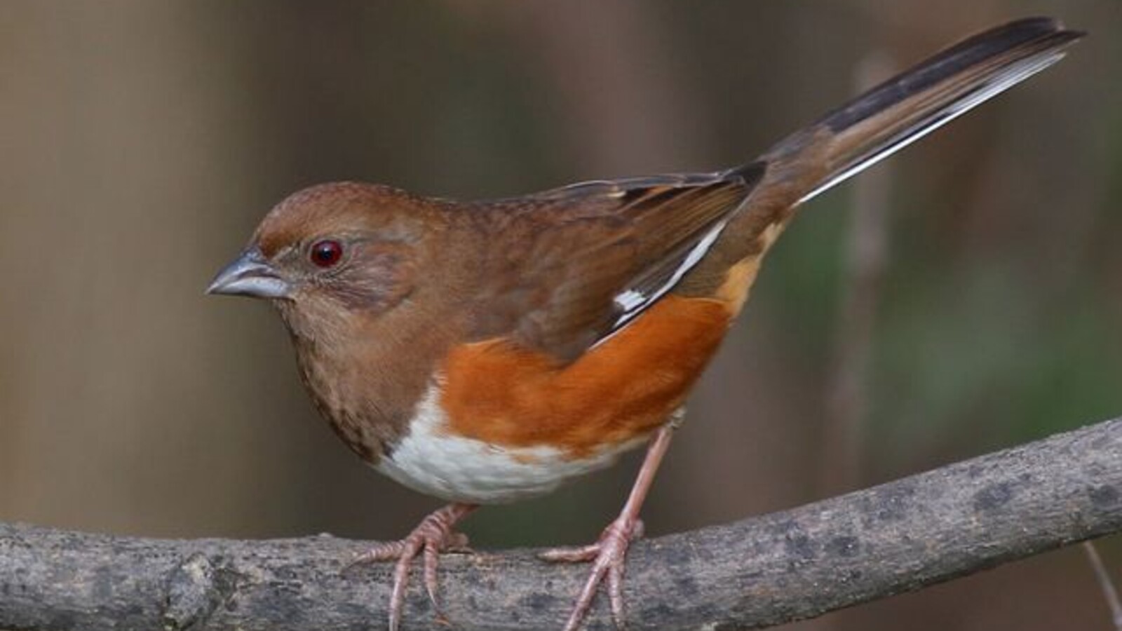 Female Eastern Towhee perched on a branch
