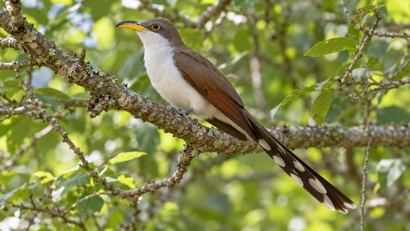 Yellow-billed Cuckoo perched in a leafy Florida woodland with its long spotted tail visible