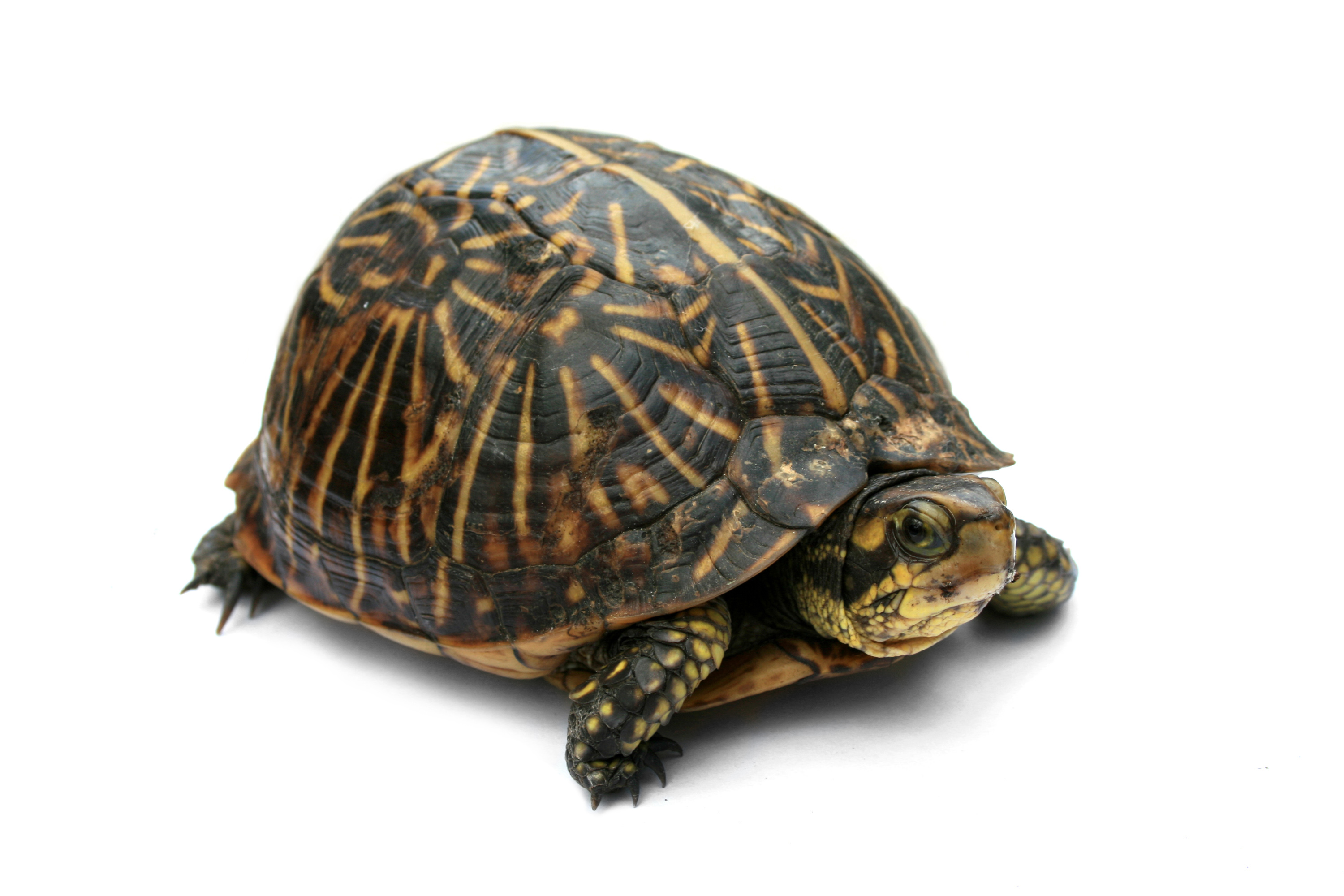 Reptile