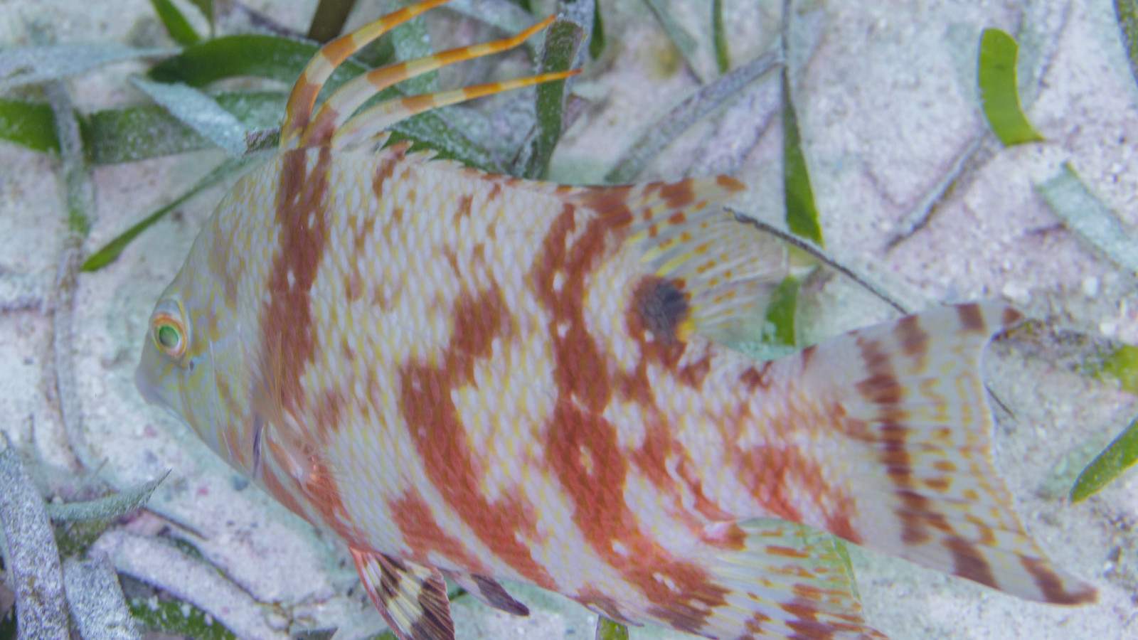Mottled hogfish swimming above seagrass and sandy bottom